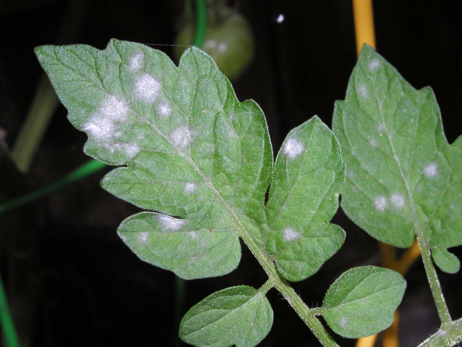 Oïdium : symptômes et dégâts sur les tomates