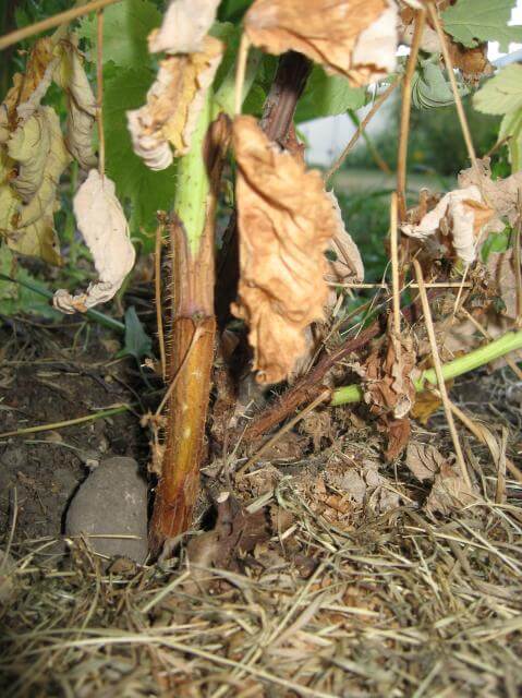 Verticillium wilt: Symptoms and damage in blackberries
