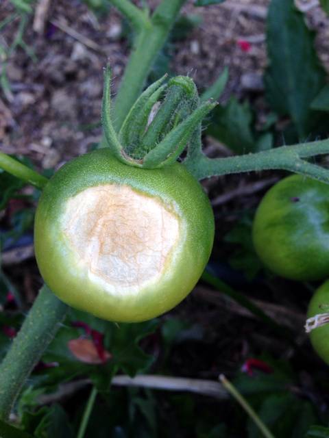 Exceso de sol en frutos: cómo se reconoce y se trata eficazmente