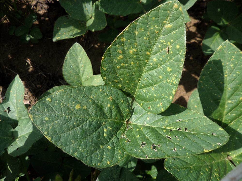 Síntomas, tratamientos y recomendaciones para tratar mildiu