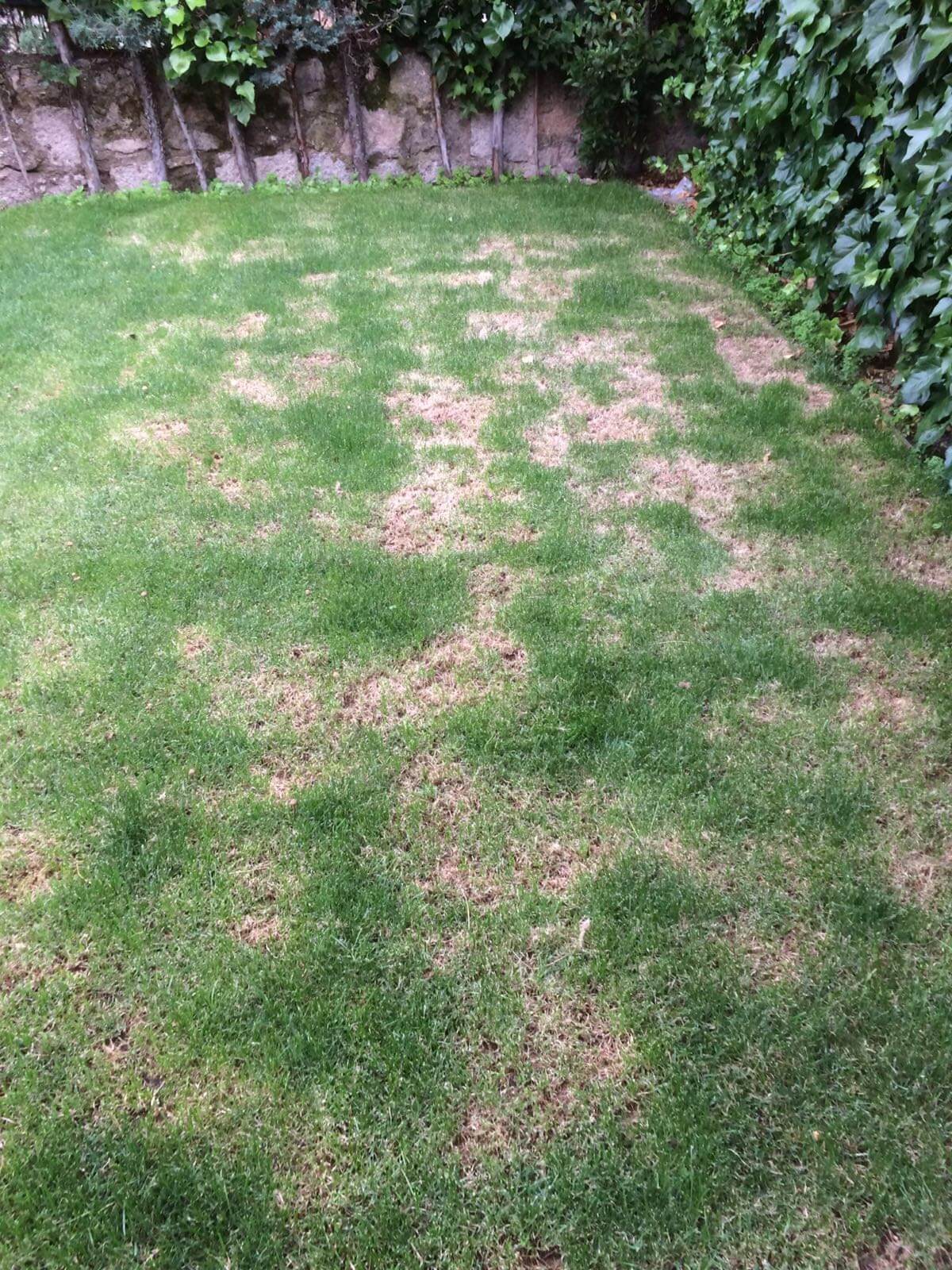 Mancha parda: Síntomas y daños en Cesped