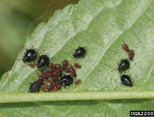 Aphids: what they are, how they originate, and how to eliminate them effectively