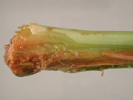 Podredumbre blanda en apio | idMicrobe