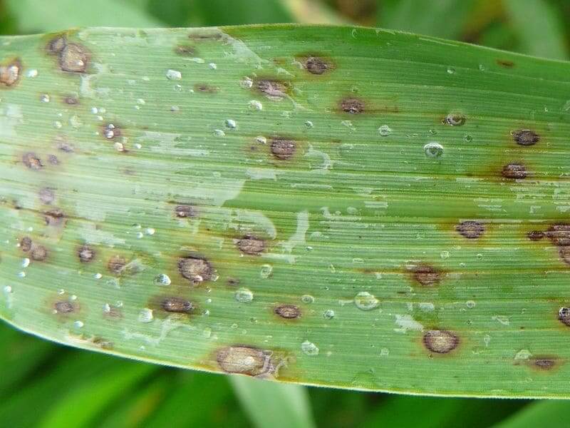 Decaimiento o mancha foliar en cesped | idMicrobe