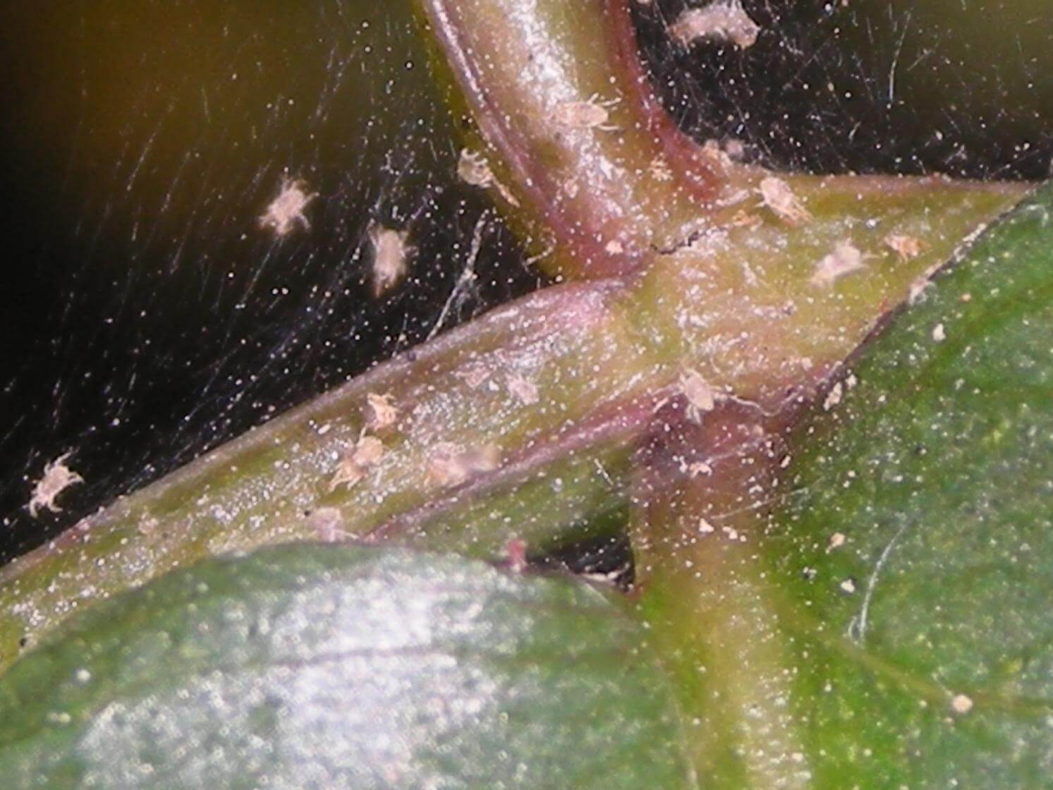 Ácaro vermelho no abacate: como reconhecê-lo e tratá-lo de forma eficaz