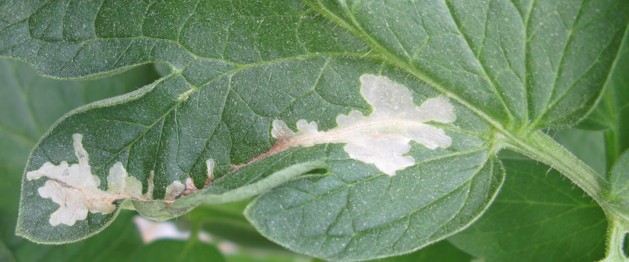 Tuta o polilla del tomate: qué es, cómo se origina y cómo eliminar de forma efectiva