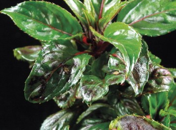 Mancha necrótica de la impatiens: Síntomas y daños en Impatiens, alegría impatiens, alegría guineana