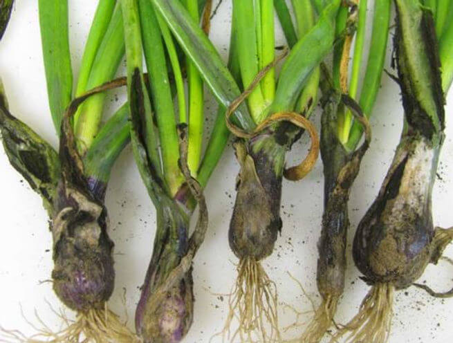 Carvão da cebola: o que é, como se origina e como eliminá-lo de forma eficaz