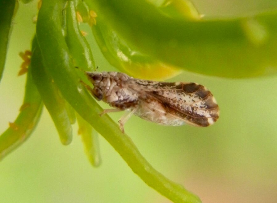 Psilídeo Cítrico Asiático: Sintomas e Danos em Limoeiros
