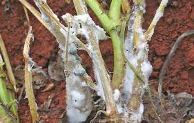 How to recognize and combat white mold on celery