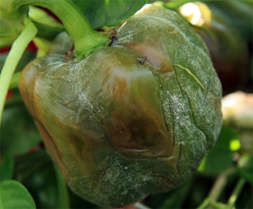 Tristeza o seca del pimiento en Pimiento: Cómo se reconoce y se trata eficazmente