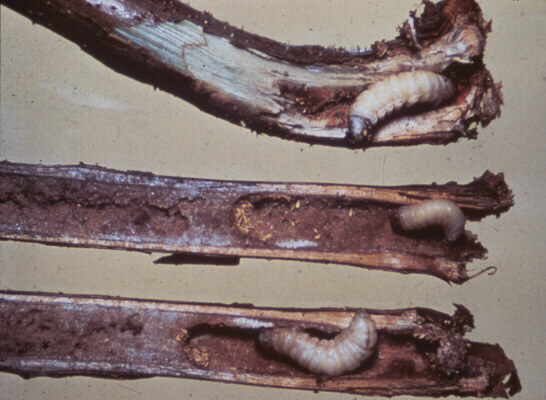 Damage caused by stem or collar borer in blackberries