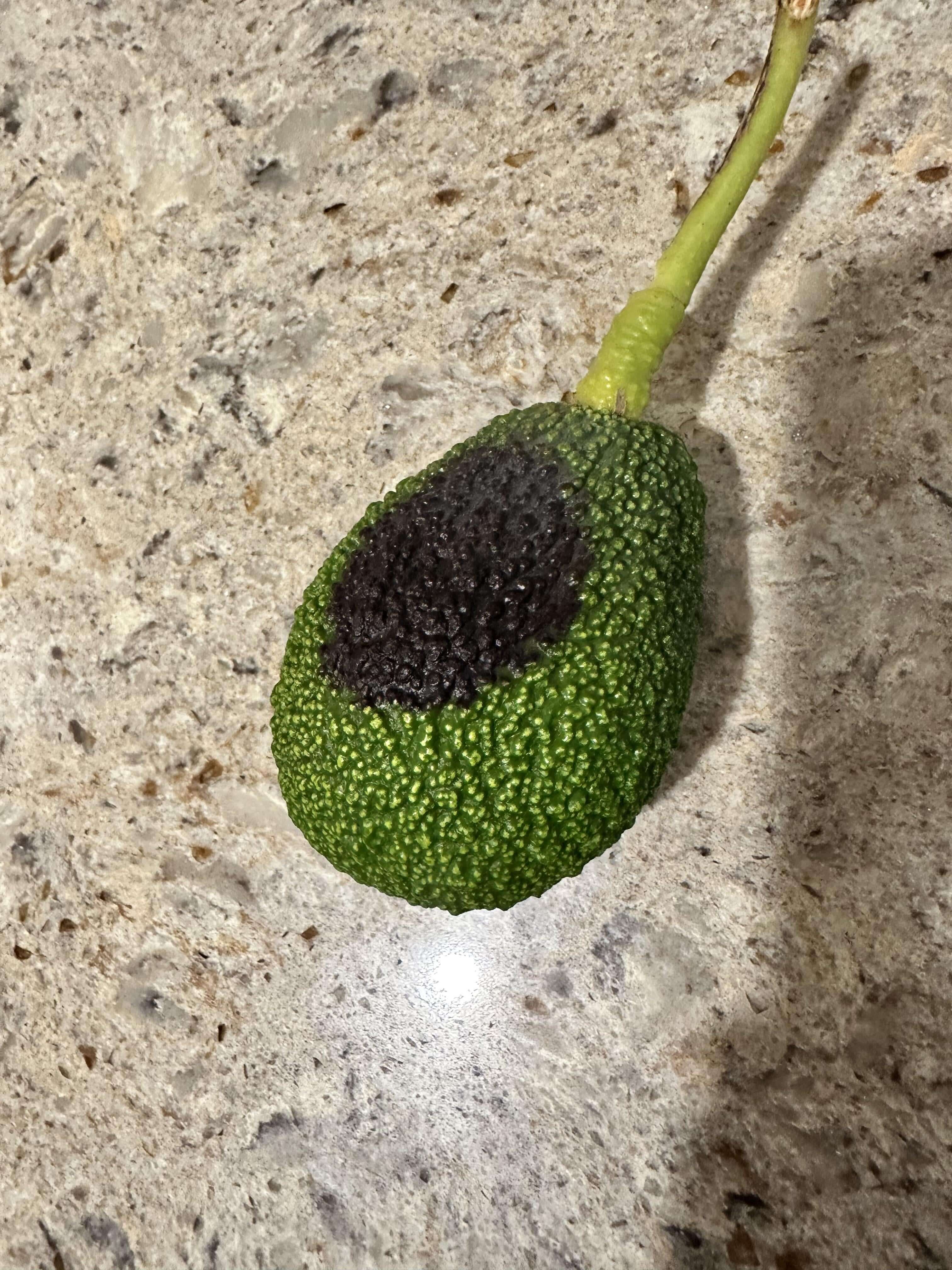 Danos causados pela mancha preta no abacate