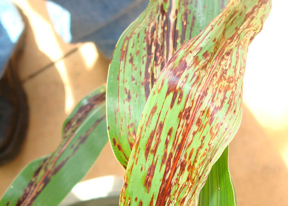 Johnsongrass mosaic virus (JGMV): Symptoms and damage in corn