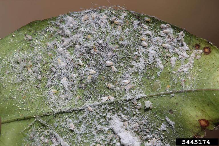 Mosca blanca en cítricos | idMicrobe