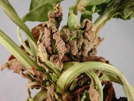Mildew on sugar beets | idMicrobe