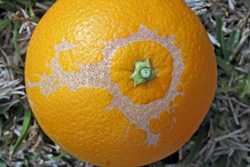 Ácaros en frutos: Cómo se reconoce y se trata eficazmente