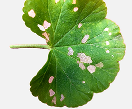 Orugas o gusanos en Plantas ornamentales: Cómo se reconoce y se trata eficazmente