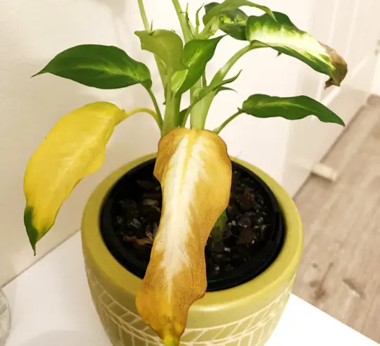 Plante atteinte de pourriture des racines due à un arrosage excessif