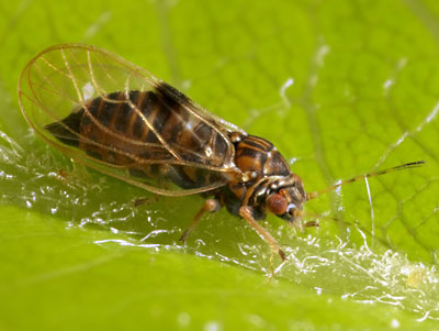 Psylle du poirier | idMicrobe