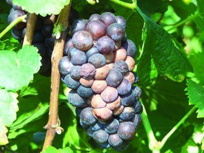 Bacteriosis in grapevines | idMicrobe