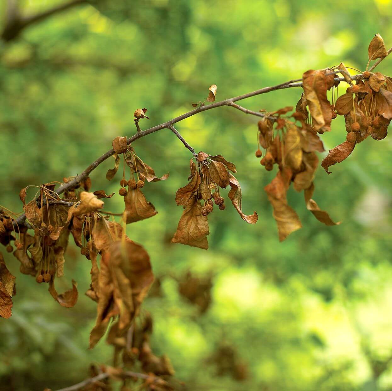 Seca de ramas y brotes en Plantas decorativas de jardín y/o interior: Cómo se reconoce y se trata eficazmente