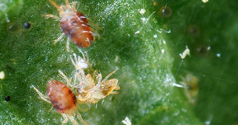 Araña roja: Síntomas y daños en Fresa