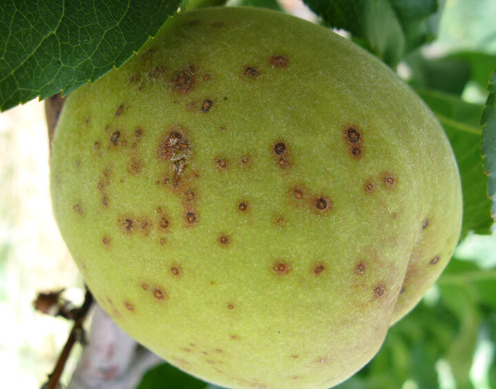 Cribado en melocotón o durazno | idMicrobe