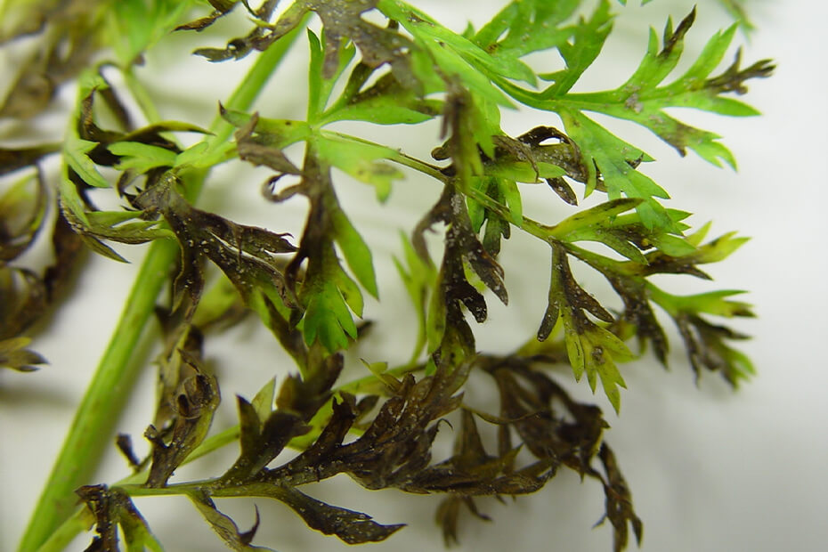 Mildiou de la carotte : comment le reconnaître et le traiter efficacement