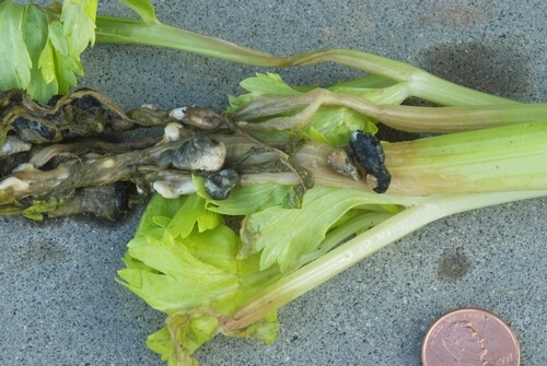 White Mold on Celery: How to Recognize and Treat It Effectively