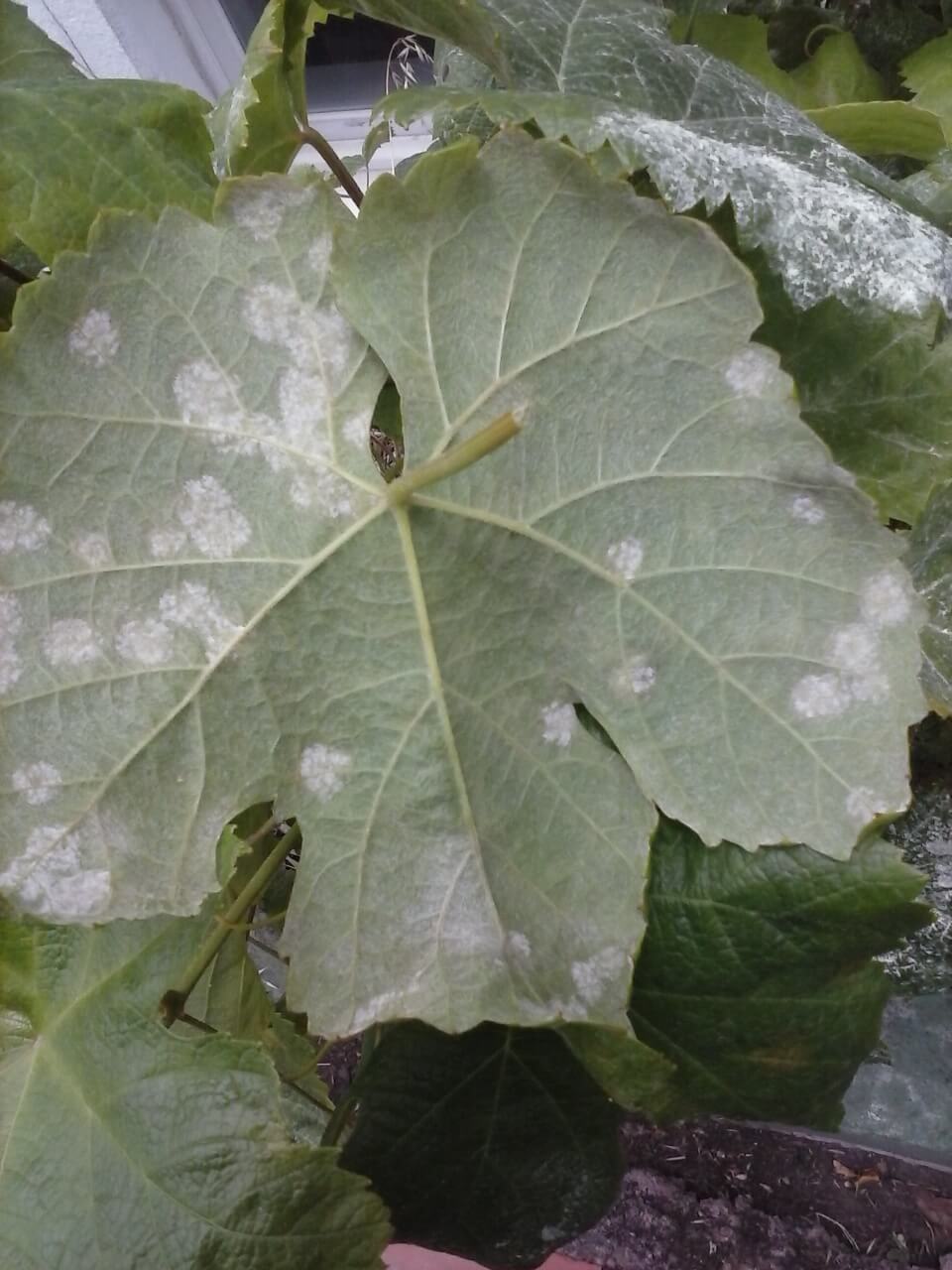 Mildiu en calabaza | idMicrobe