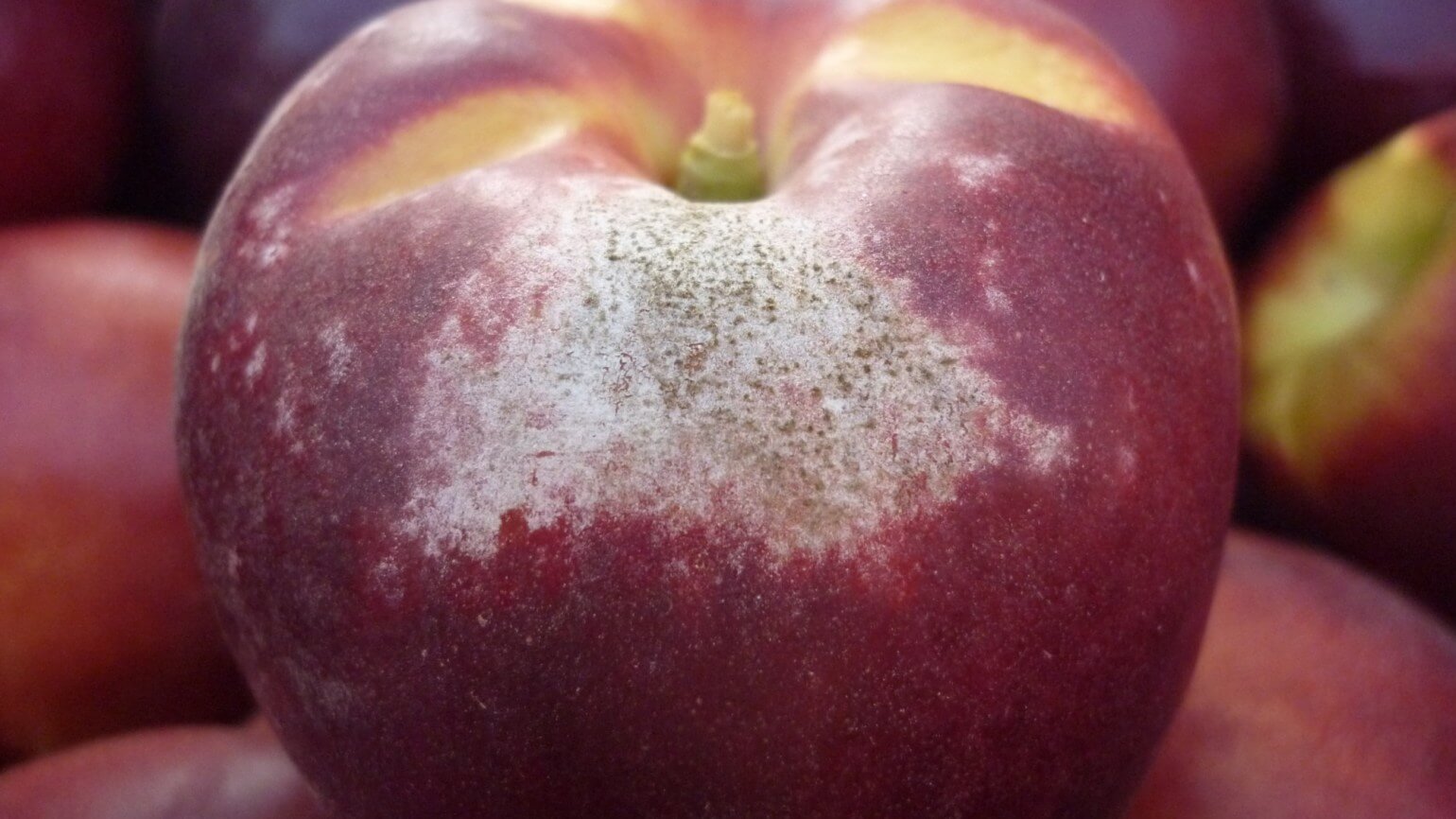 Oídio en melocotón o durazno | idMicrobe