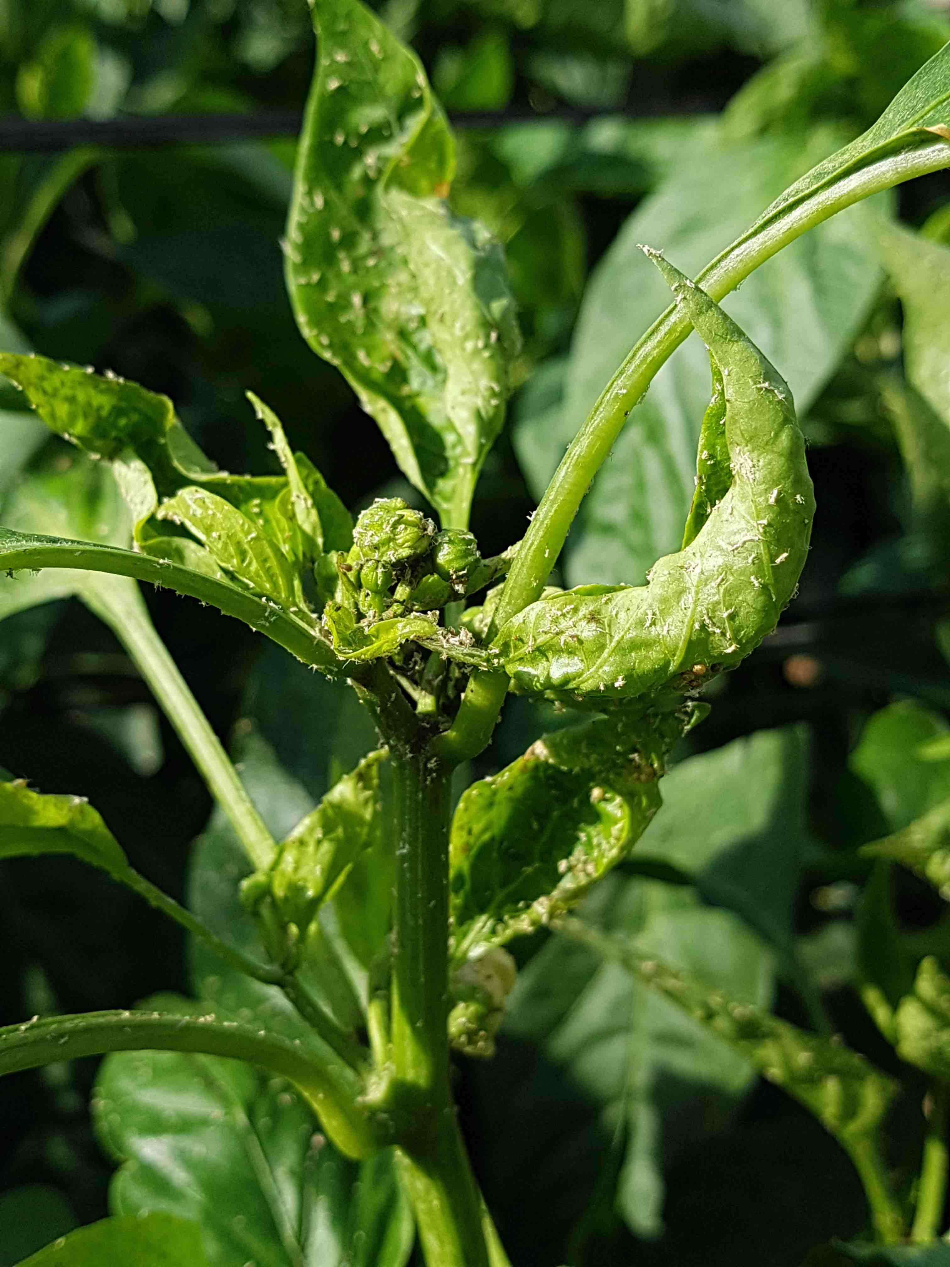 Pulgón: Síntomas y daños en Pimiento
