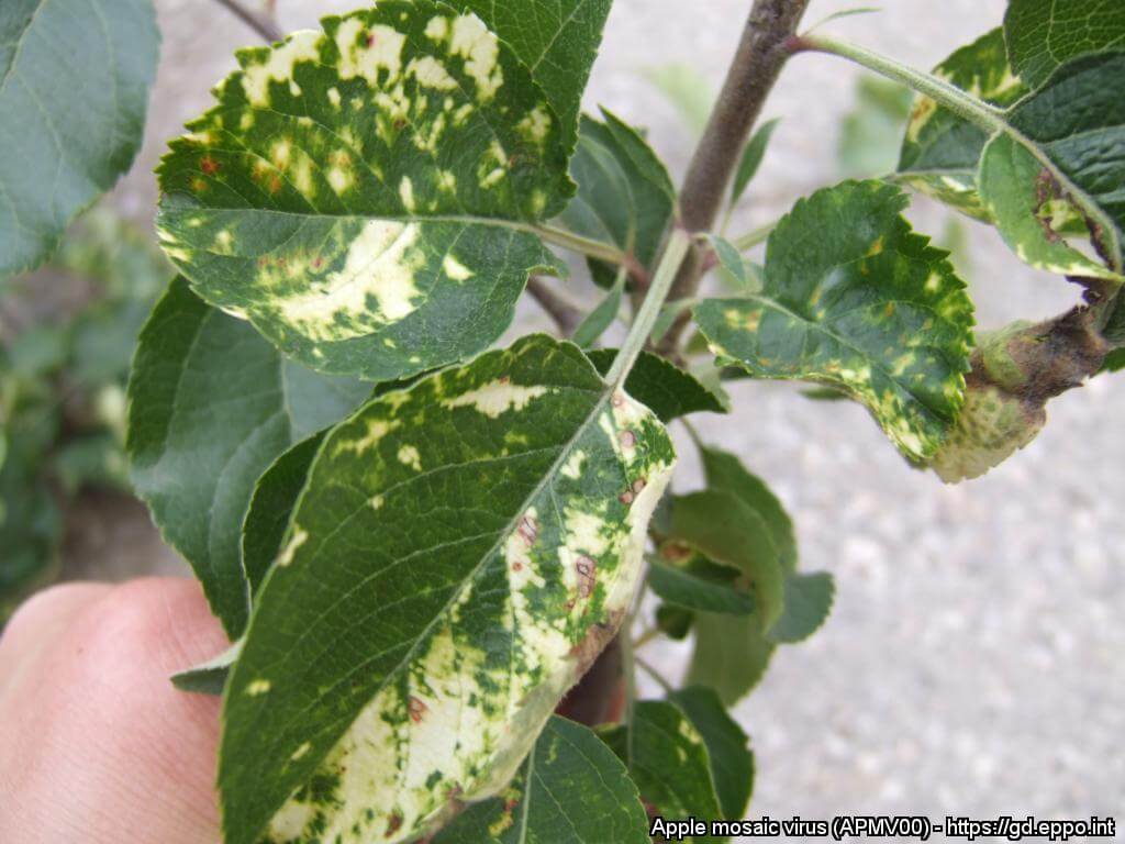 Apple mosaic virus: Symptoms and damage in apple trees