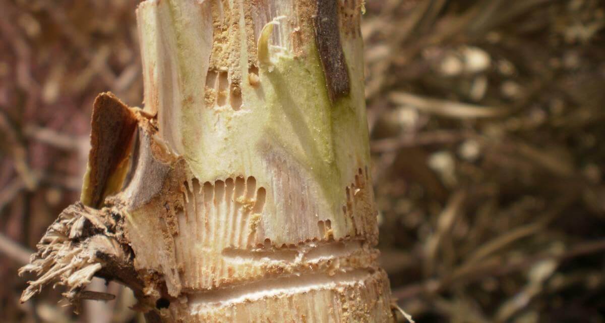 Cómo reconocer y combatir los barrenillos en plantas decorativas de jardín y/o interior