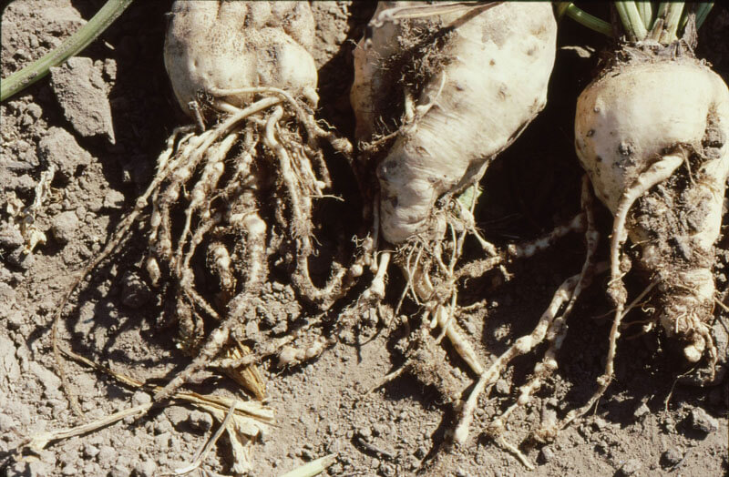 Daños causados por Nemátodos en Remolacha azucarera