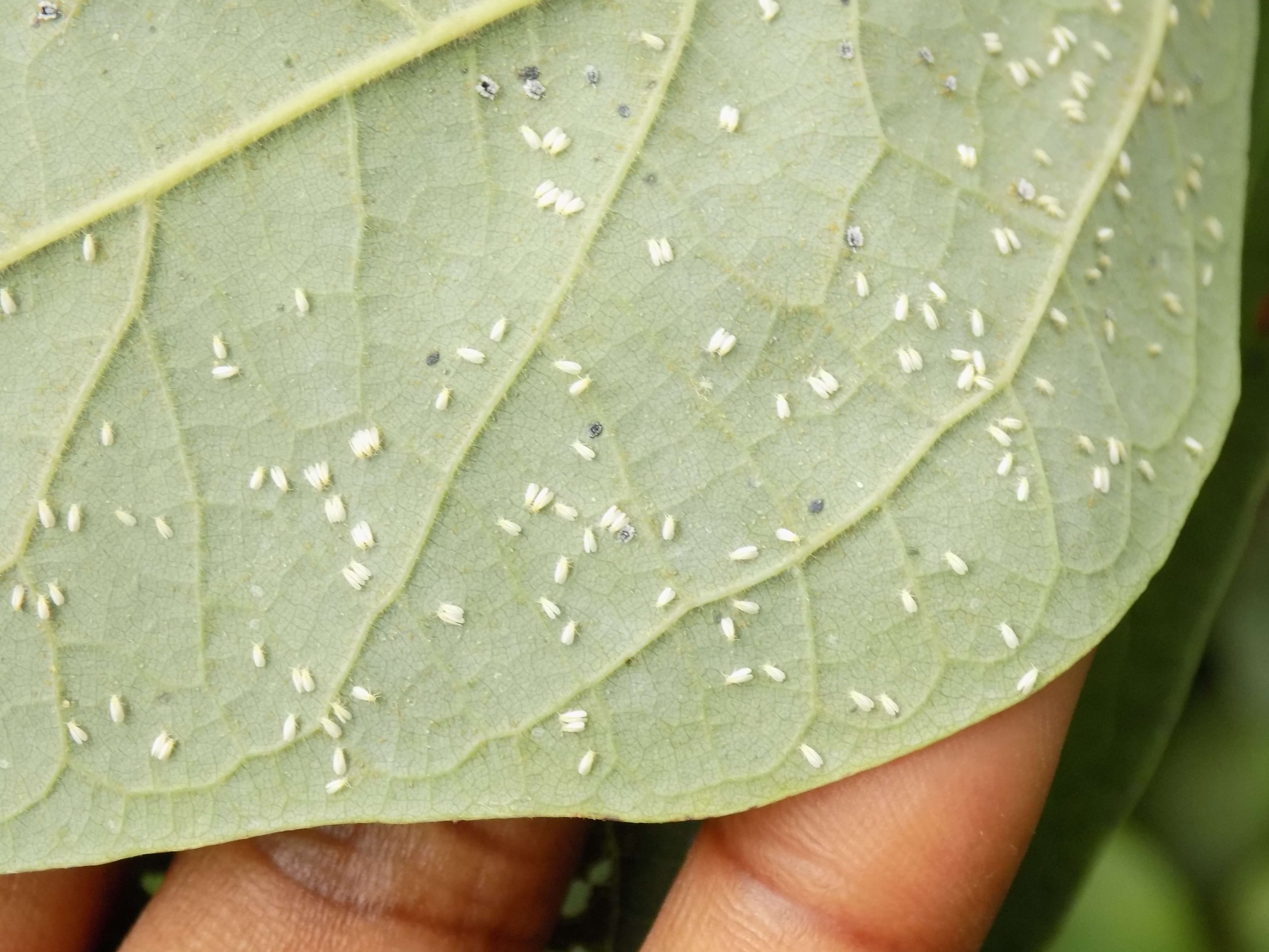 Whitefly damage to lettuce