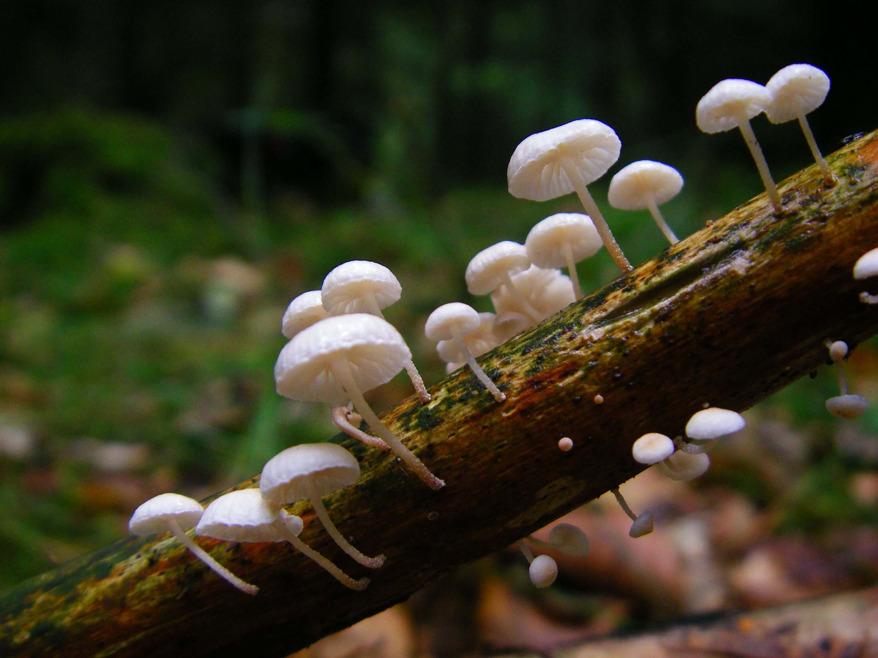 Bordure blanche : symptômes et dégâts sur le maïs