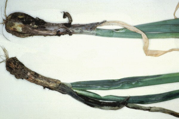 Carvão de cebola | idMicrobe