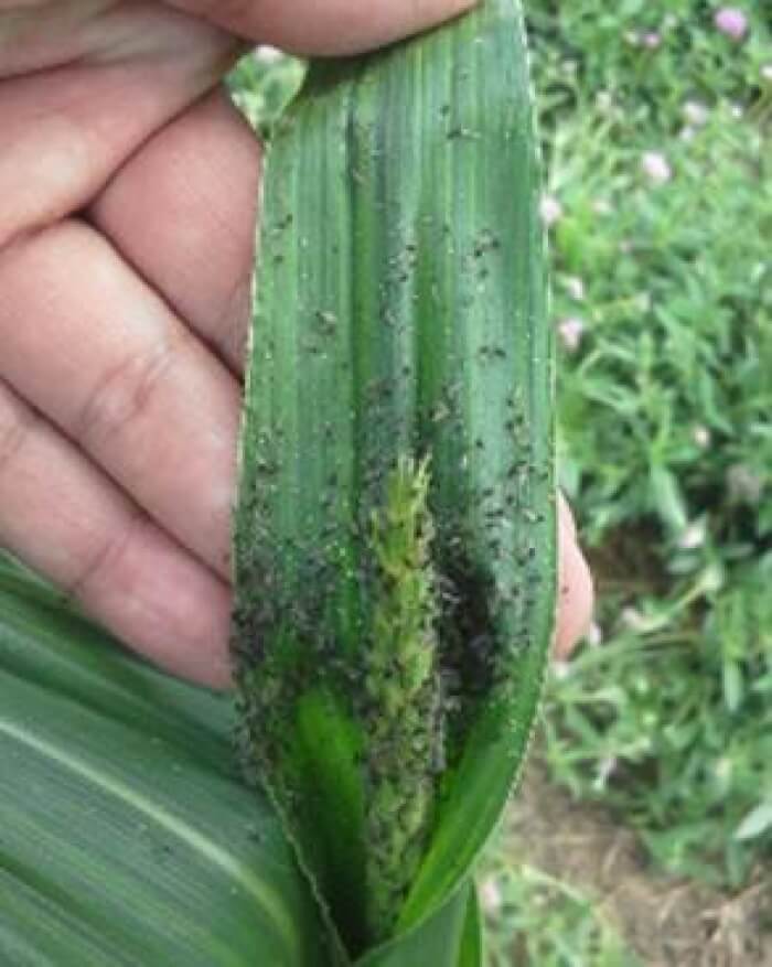 Pulgón: Síntomas y daños en Maíz