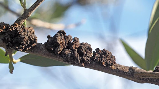 Cómo reconocer y combatir tuberculosis del olivo