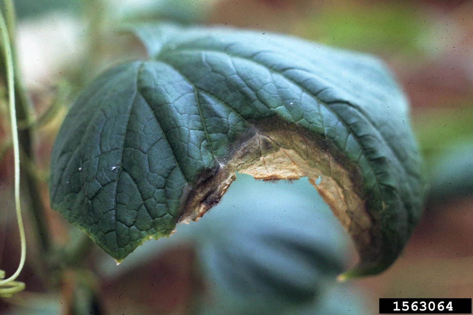 Podridão cinzenta: sintomas e danos em cucurbitáceas com casca não comestível