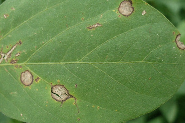 Antracnosis: qué es, cómo se origina y cómo eliminar de forma efectiva en soja