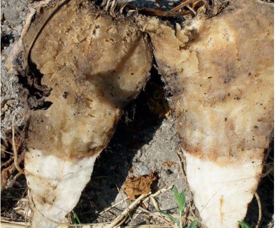 Soft rot in table beets: How to recognize and treat it effectively