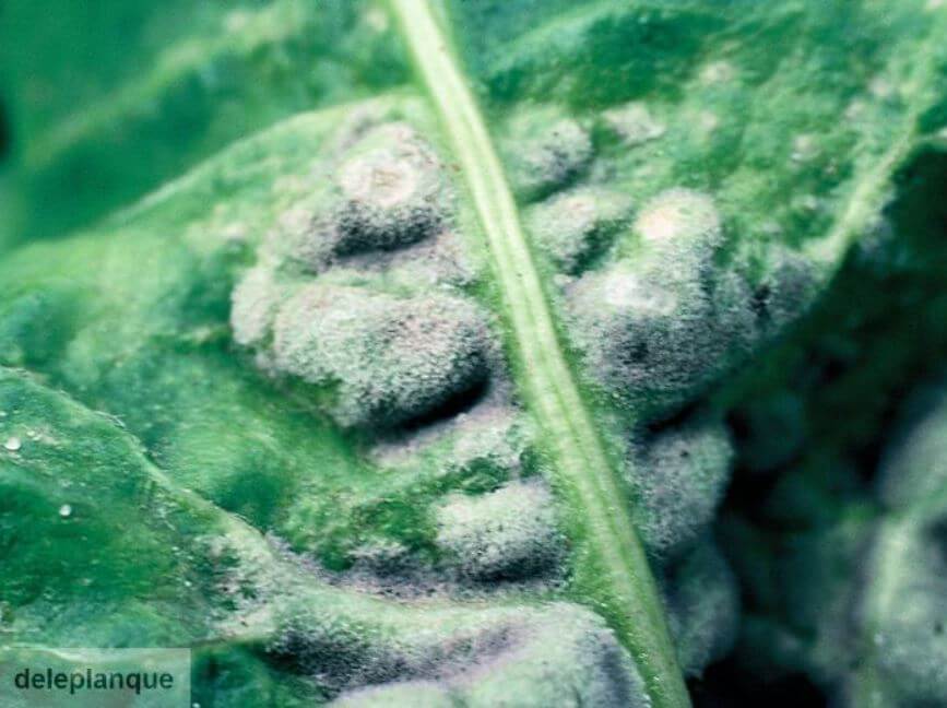 Damage caused by mildew in sugar beet
