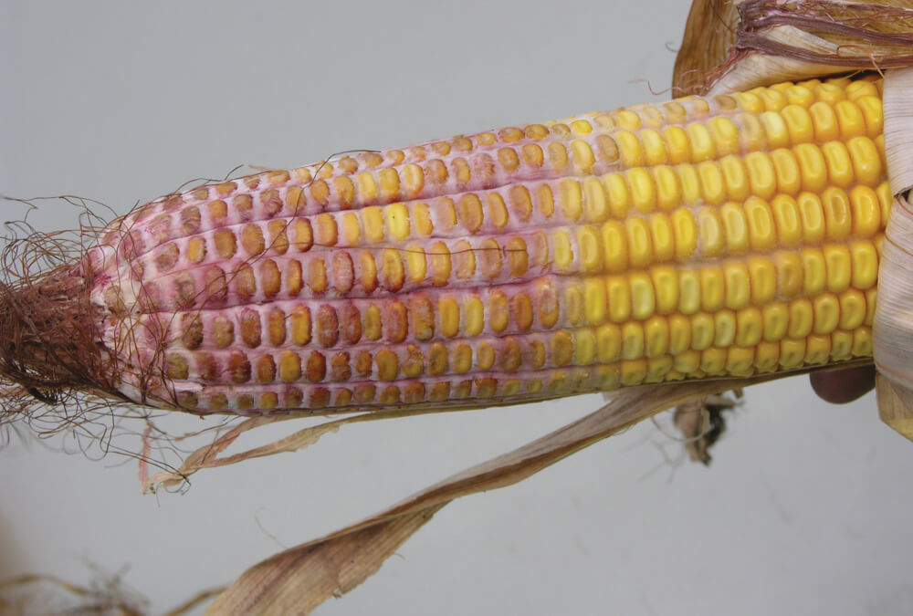 Fusariosis o vuelco del maíz | idMicrobe