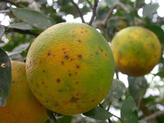 Phyllosticta in fruit: How to recognize and effectively treat it