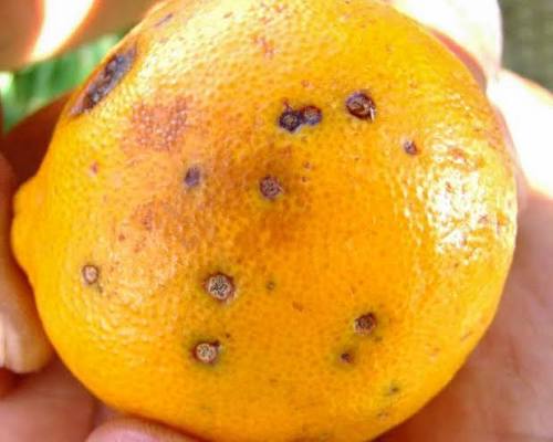 Phyllosticta: Síntomas, daños y soluciones en frutos