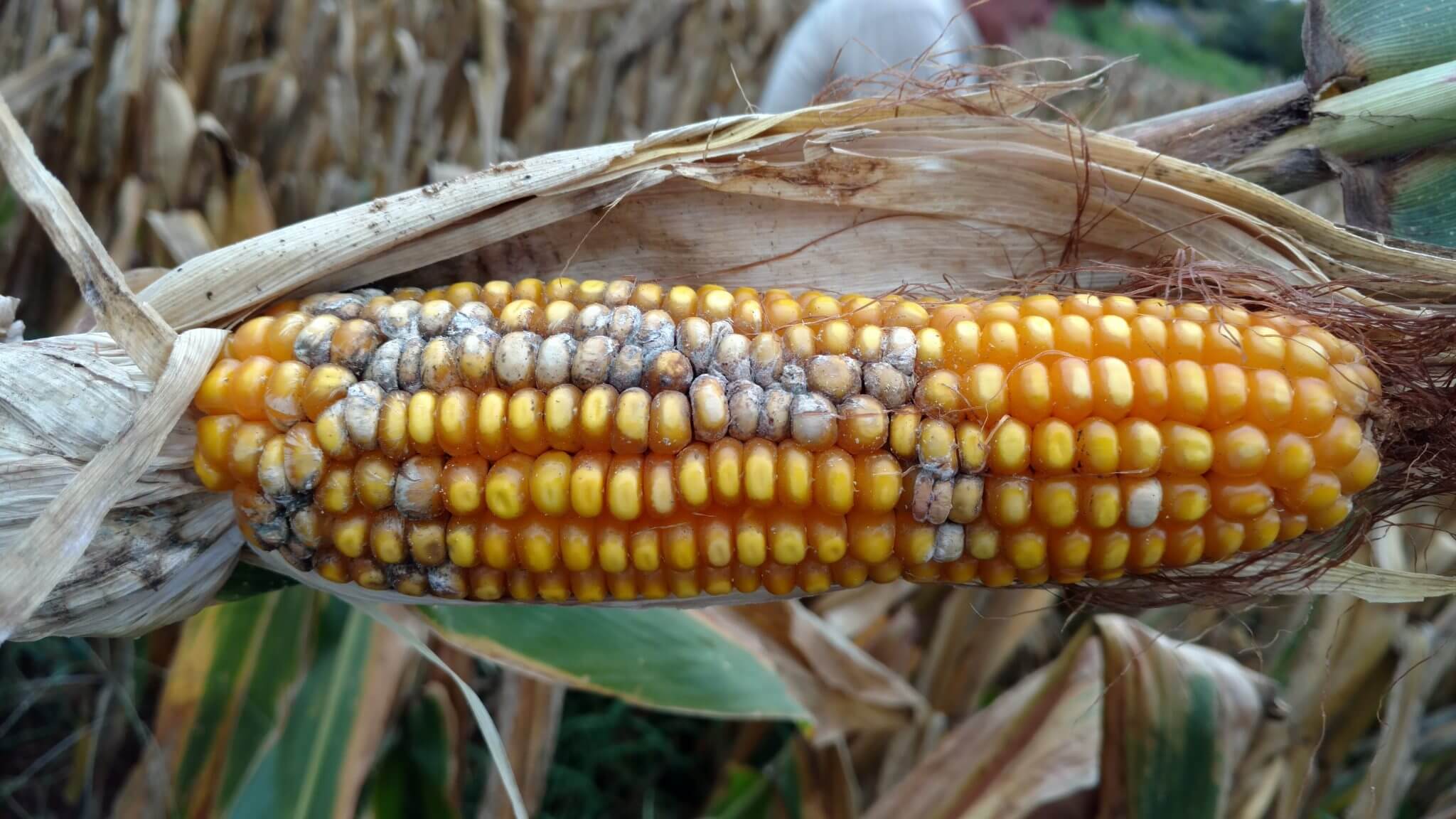 Danos causados pela podridão da espiga no milho
