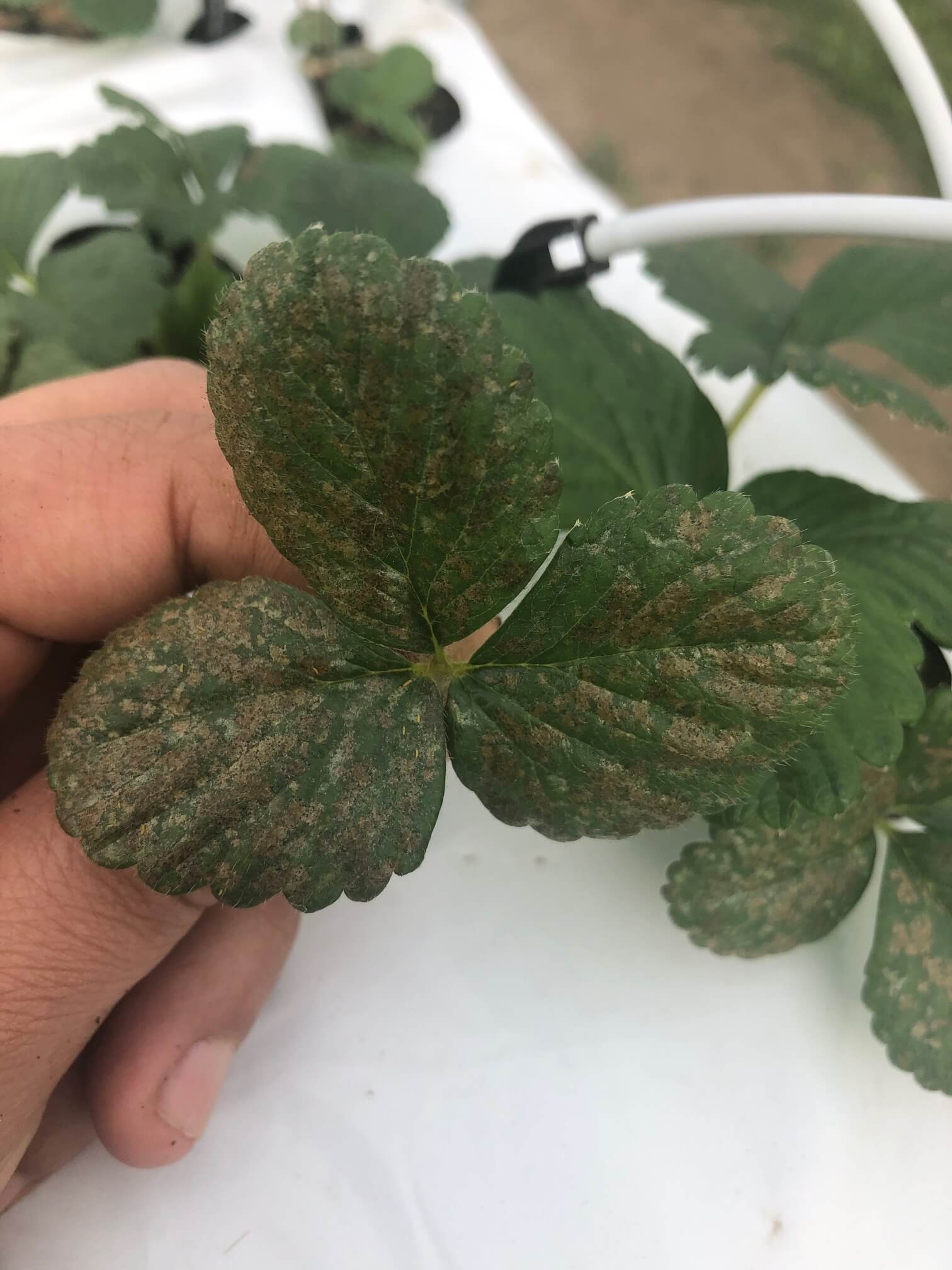 Viagens em blackberry | idMicrobe